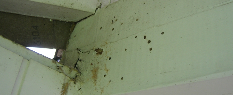 Ausfluglöcher von holzzerstörenden Insekten an einer Terrassenüberdachung.